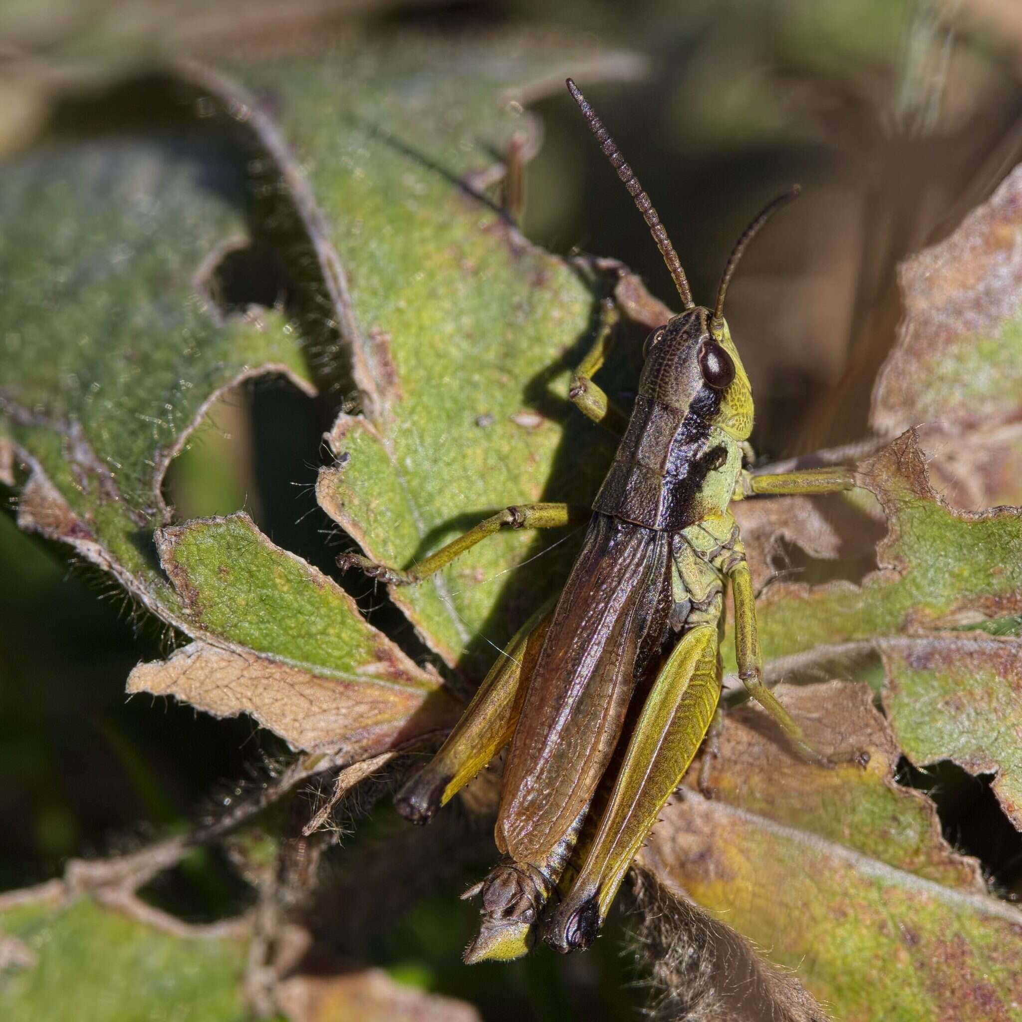 Image of Podismopsis keisti (Nadig 1989)