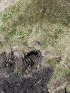 Image of Brown Lemming