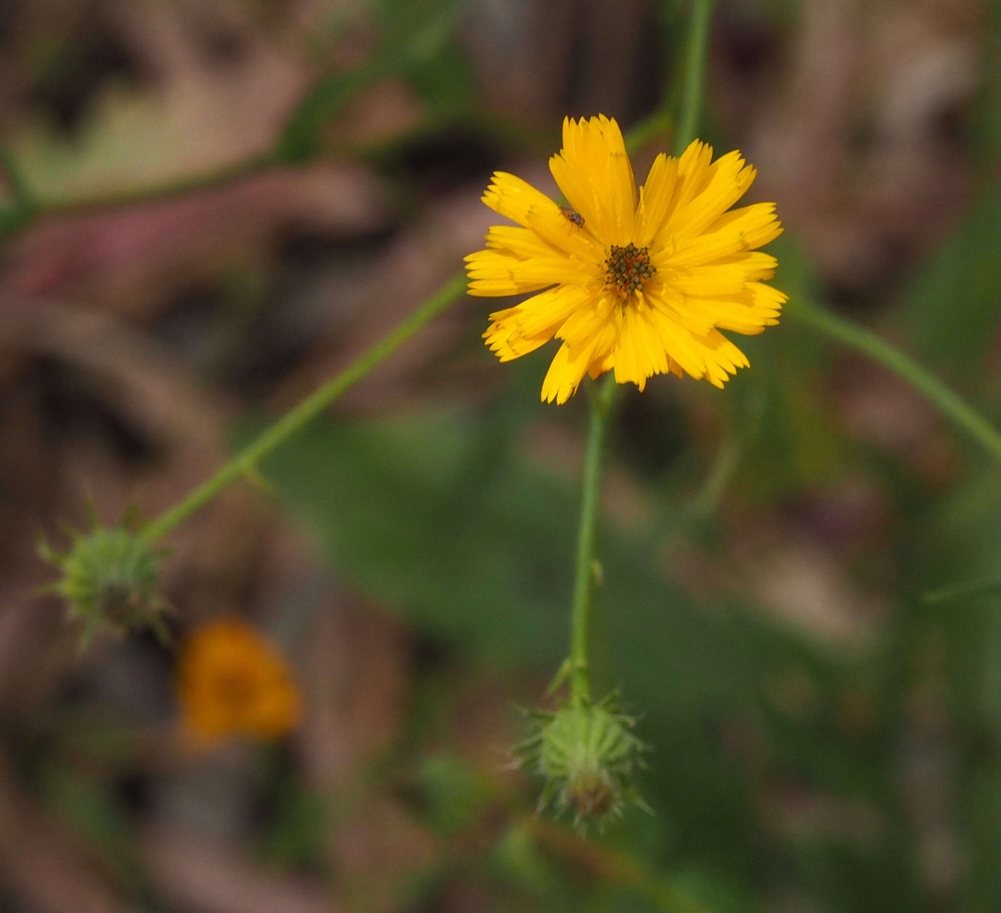 Image of Picris amalecitana (Boiss.) Eig