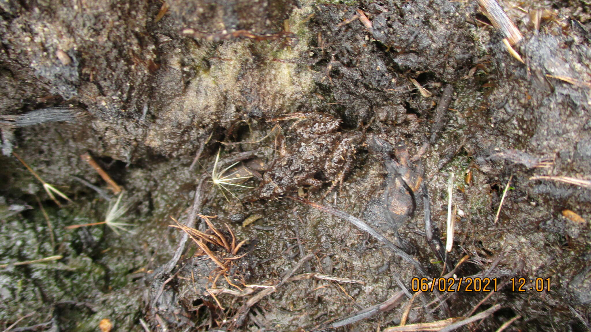 Image of Glauert's Froglet