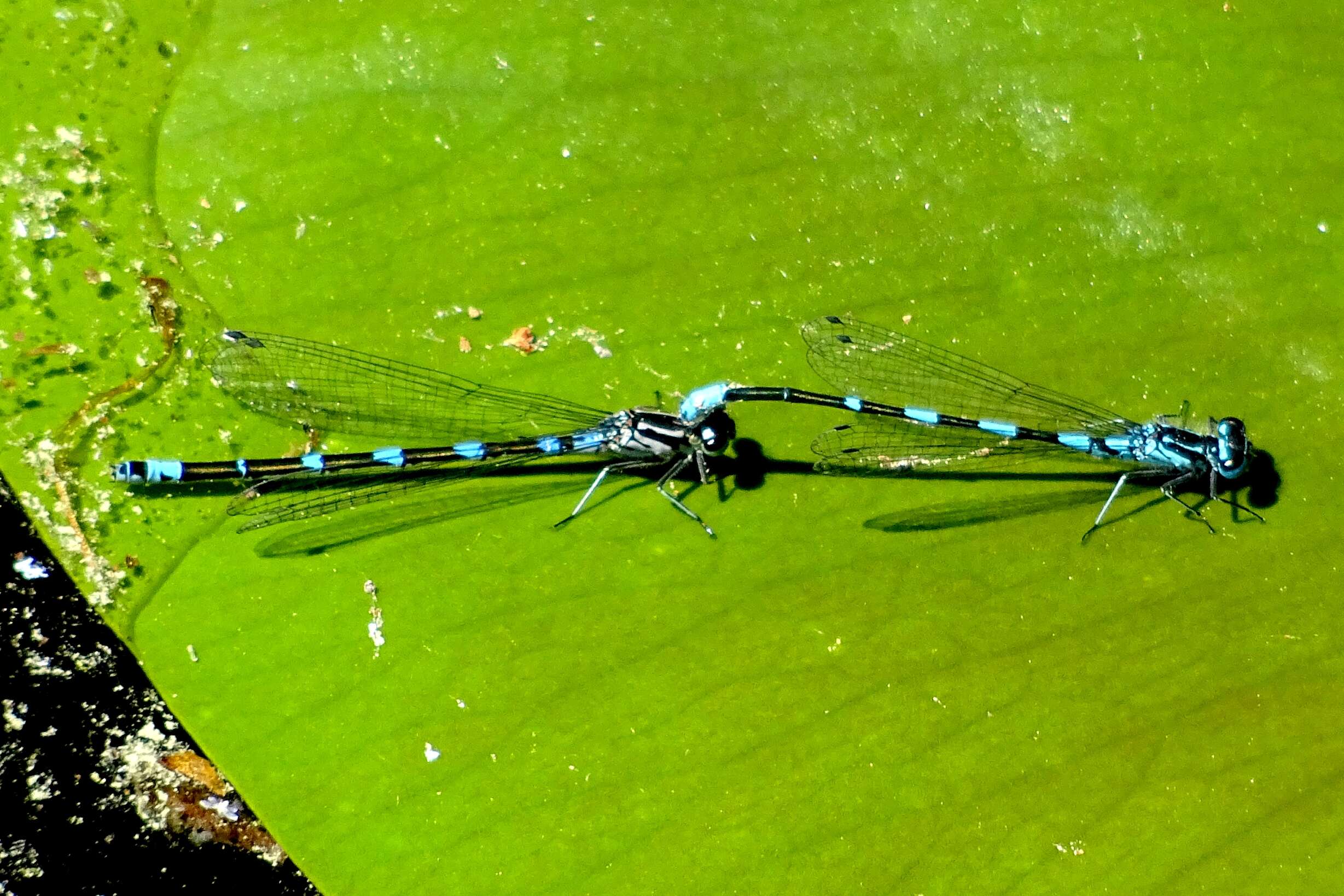 Imagem de Coenagrion pulchellum (Vander Linden 1825)