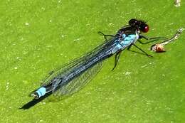 Image of red-eyed damselfly