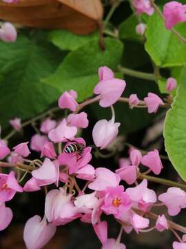 Image of black dwarf honey bee