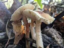 Lepiota spheniscispora Vellinga 2001 resmi