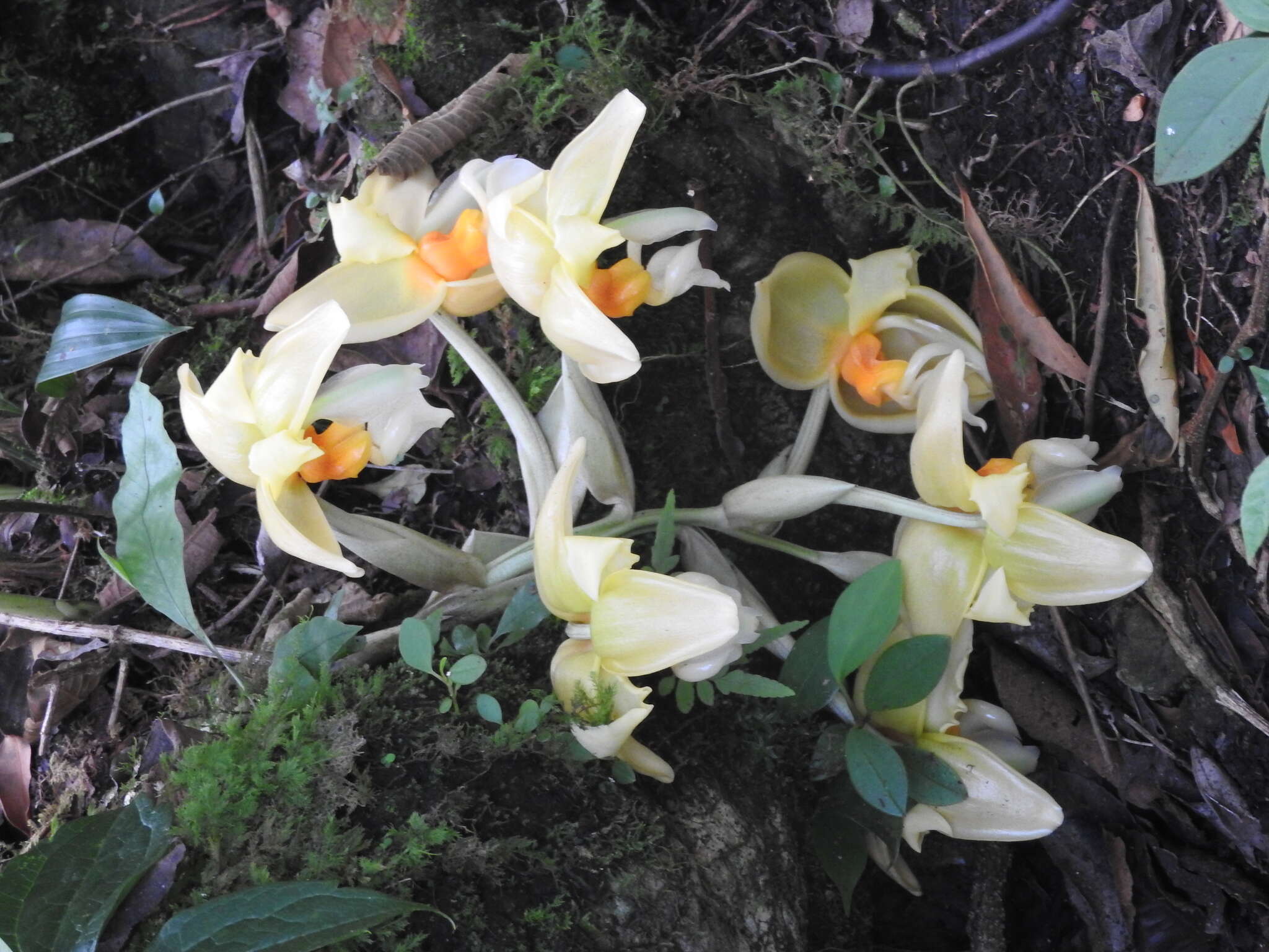 Image of Stanhopea graveolens Lindl.