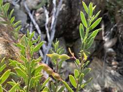 Image of Acacia purpureapetala