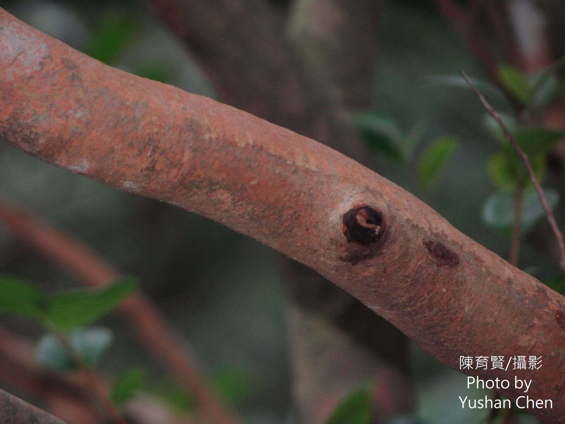 Image of Camellia brevistyla (Hayata) Cohen-Stuart