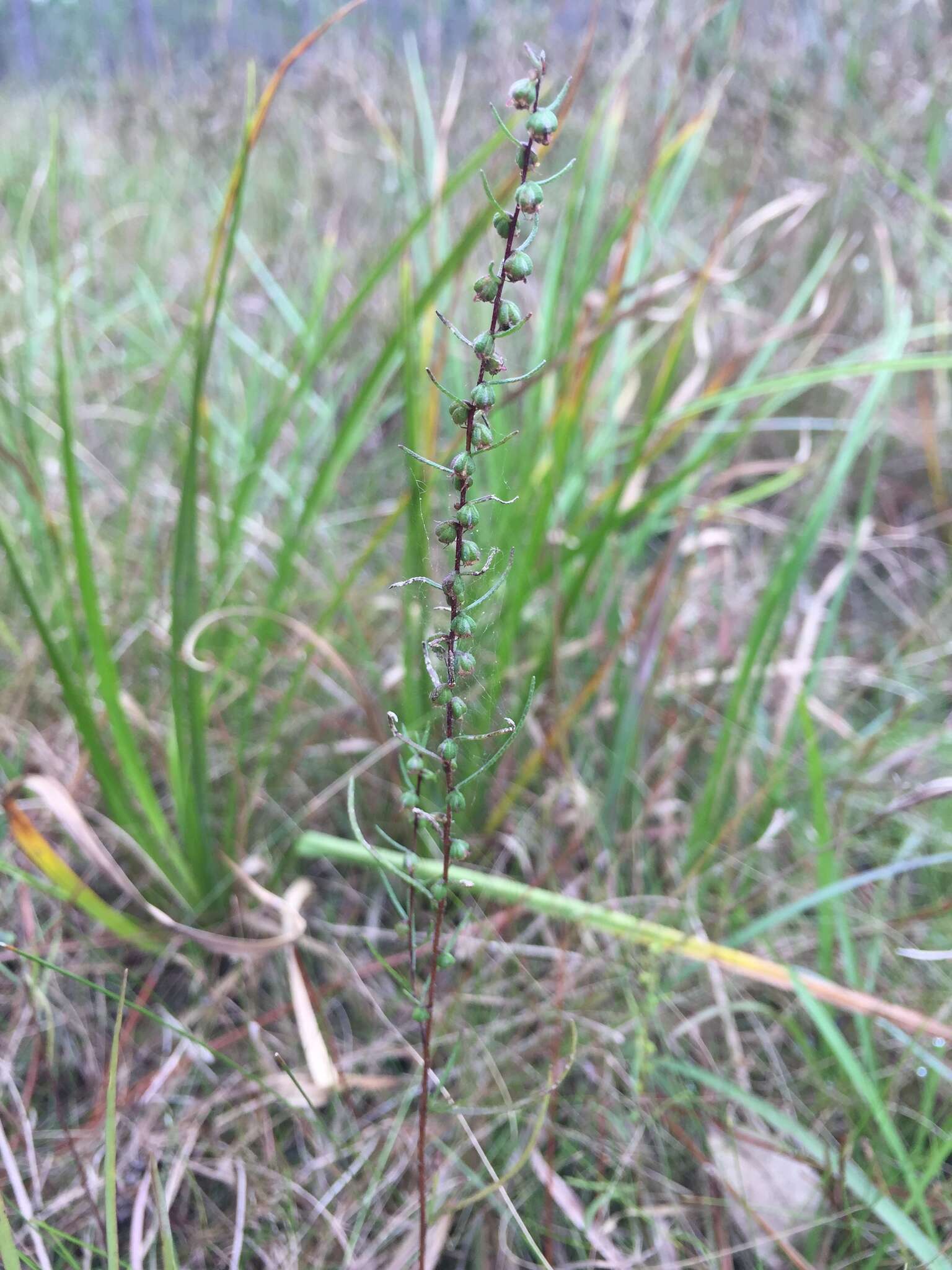 Image of Small-Head Marsh-Elder