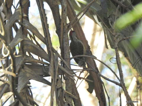 صورة Campethera abingoni constricta Clancey 1965