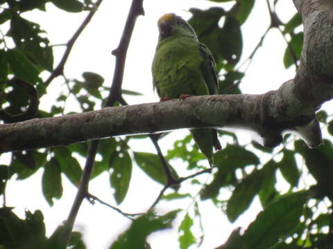 Image of Tui Parakeet