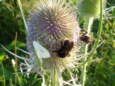 Image of Dipsacus fullonum