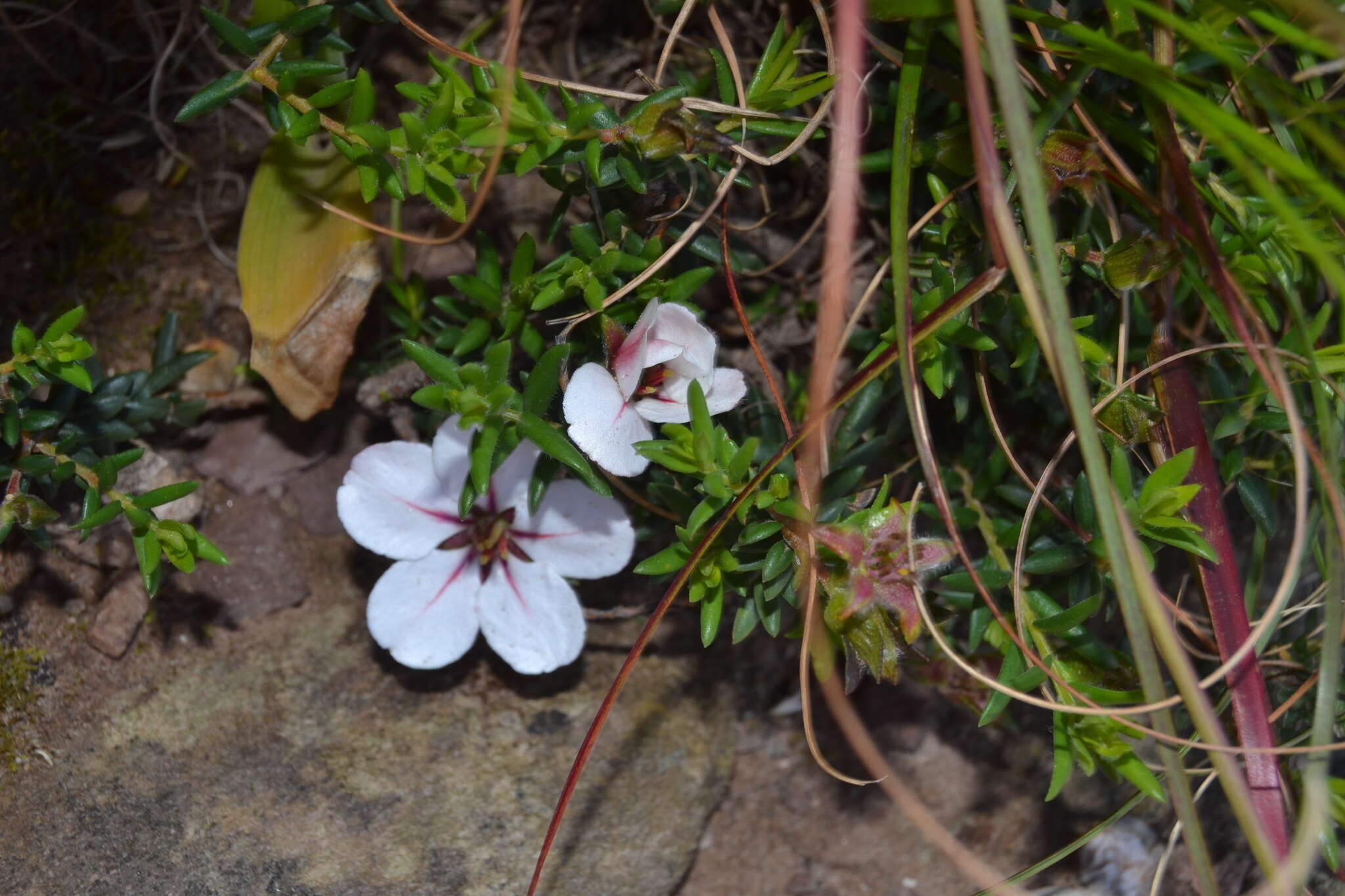 Image of Adenandra uniflora (L.) Willd.