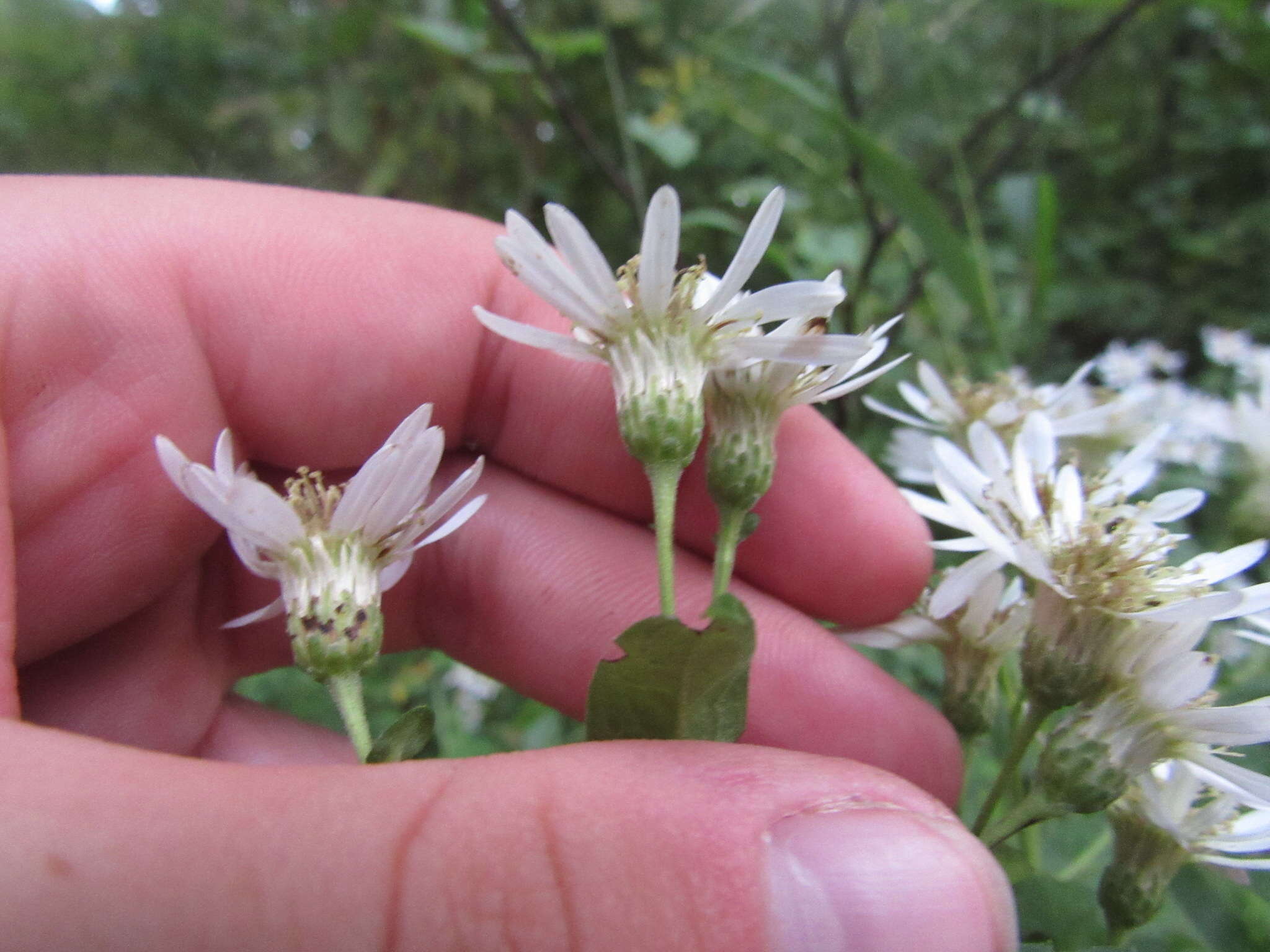 Sivun Eurybia furcata (E. S. Burgess) G. L. Nesom kuva