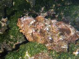 Image of Pacific Spotted Scorpionfish