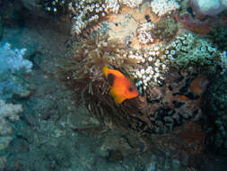 Image of Red saddleback anemonefish