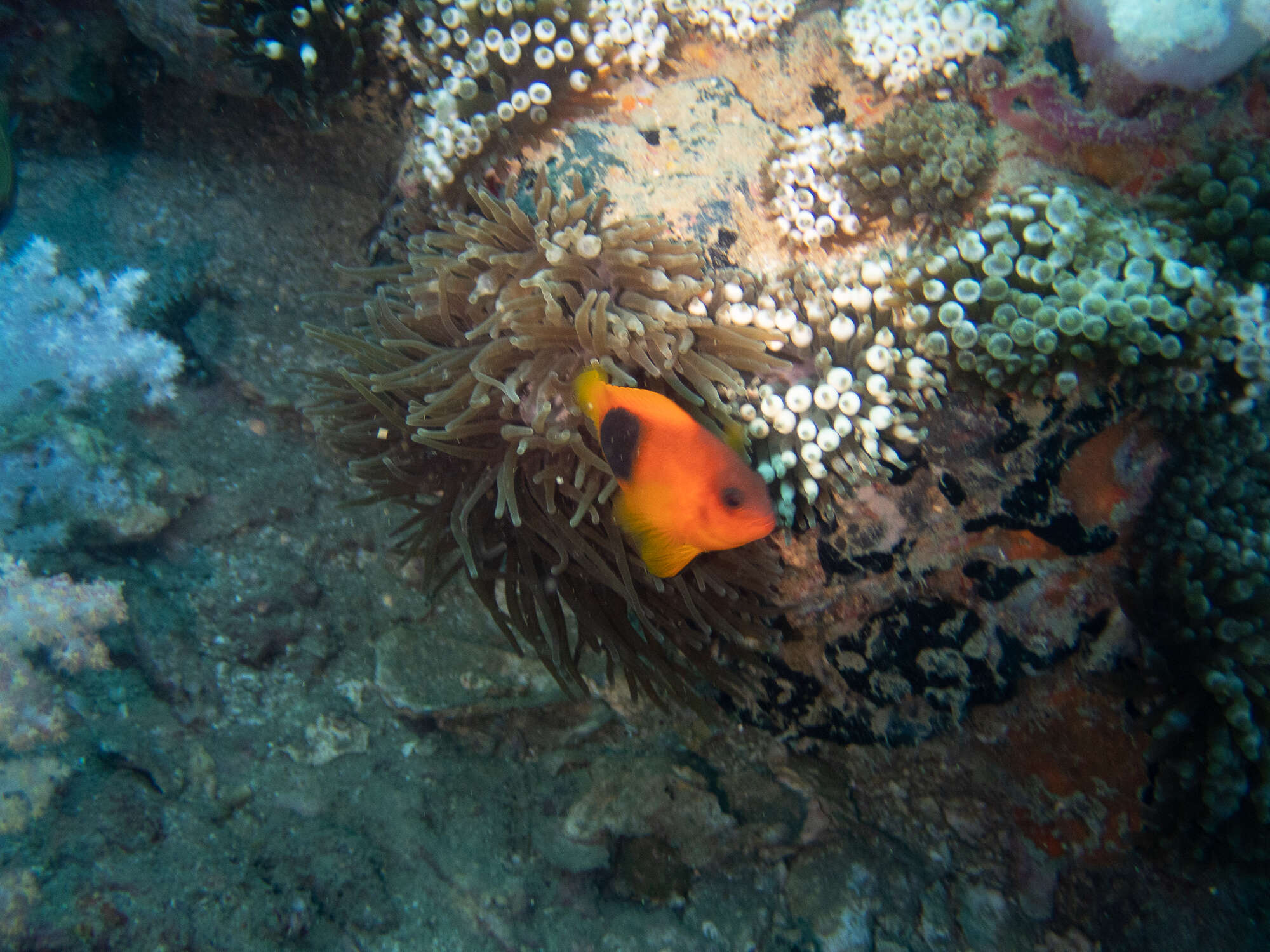 Image of Red saddleback anemonefish