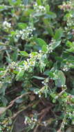 Image of knotgrass