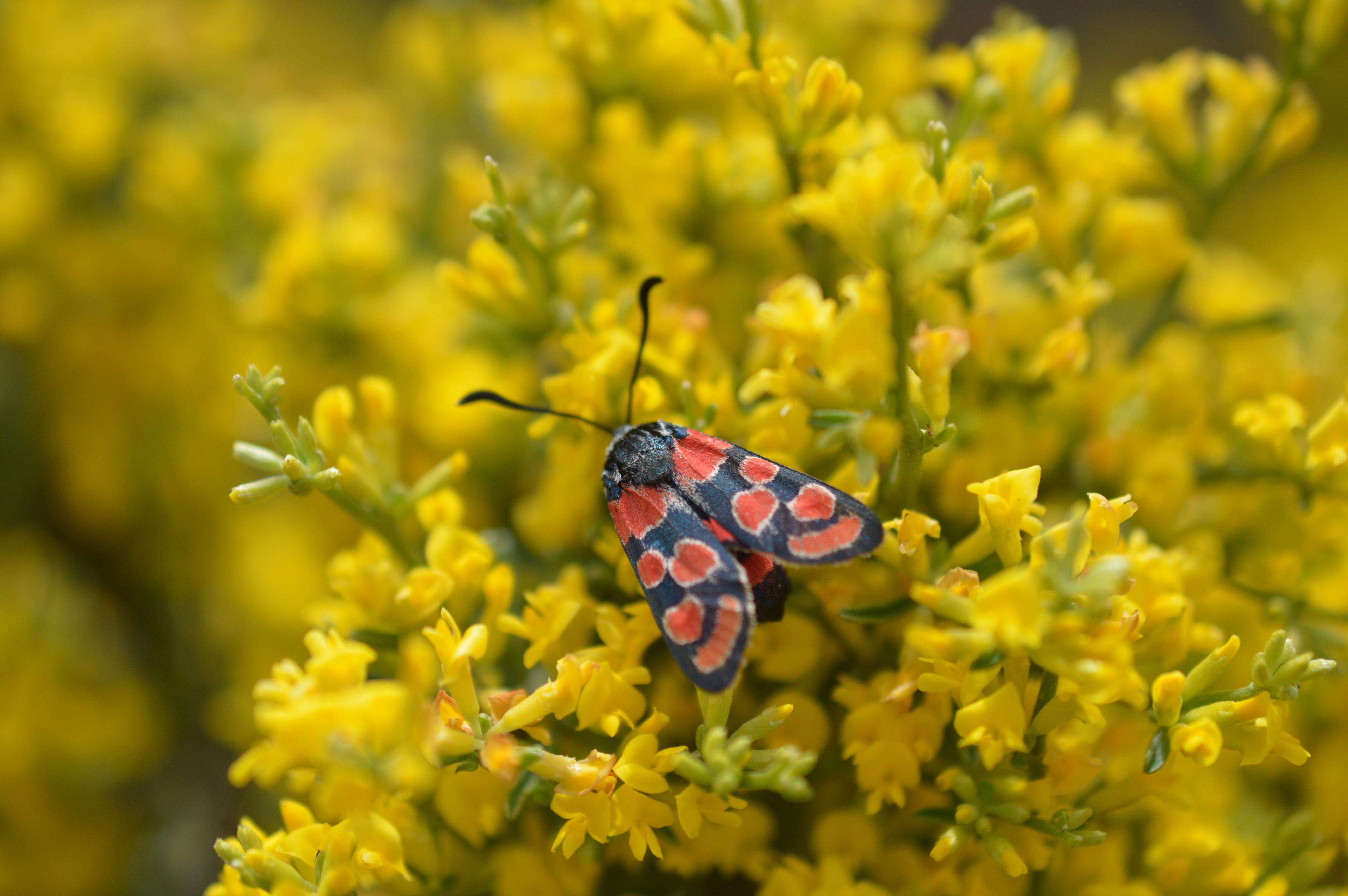 Image of Zygaena carniolica Scopoli 1763