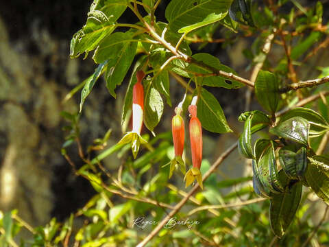 Image of Fuchsia chloroloba I. M. Johnston