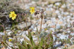 Image of European frostweed