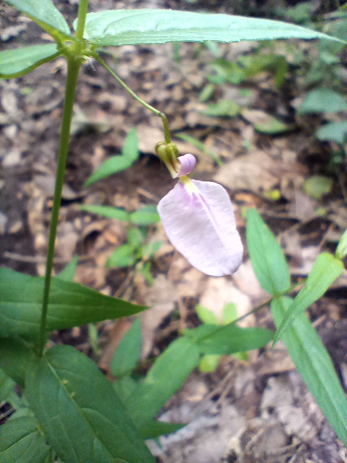 Image of Pombalia oppositifolia (L.) Paula-Souza