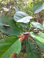 Imagem de Clerodendrum floribundum R. Br.