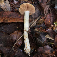 Image of Cortinarius albofragrans Ammirati & M. M. Moser 1997