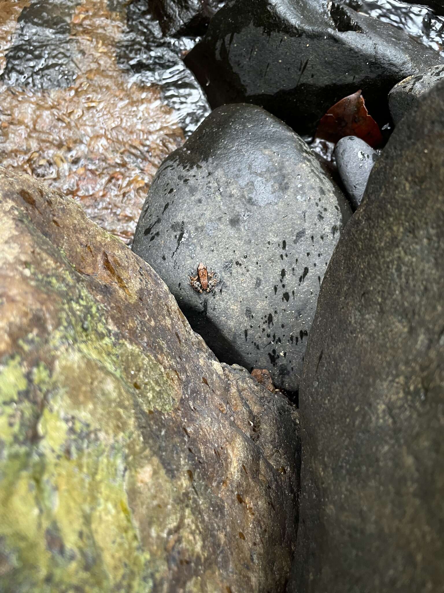 Image of crimson bush frog