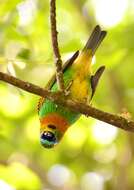 Image of Brassy-breasted Tanager