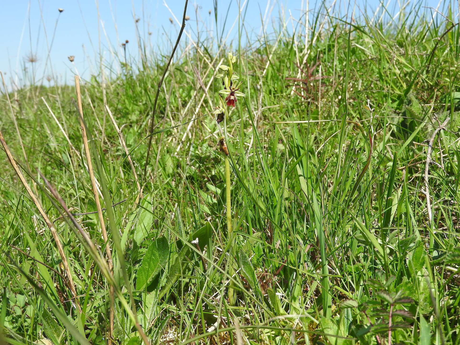 Слика од Ophrys insectifera L.