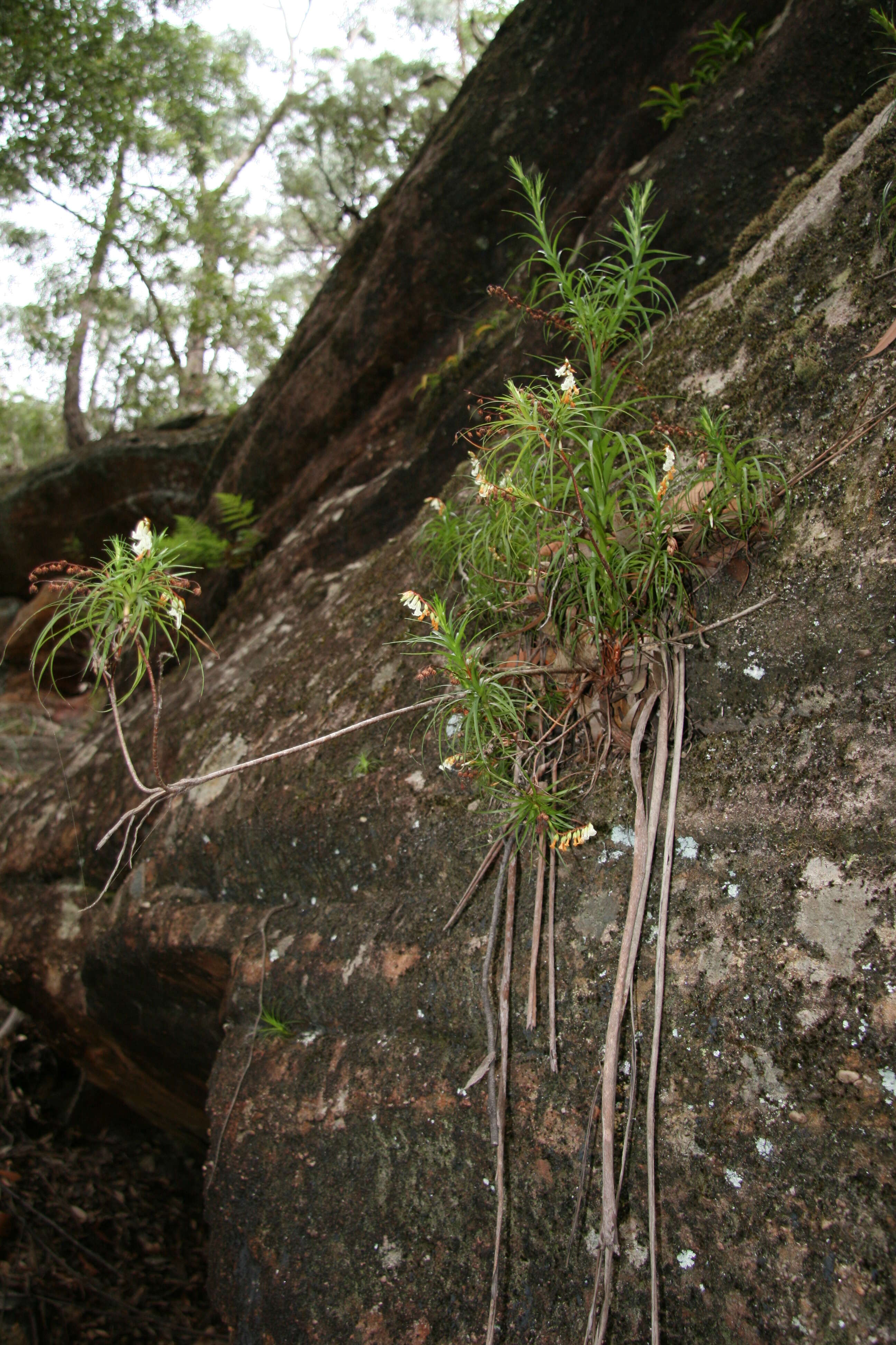 Image of Dracophyllum secundum R. Br.