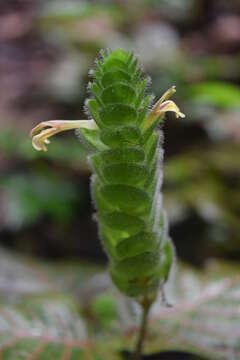 صورة Fittonia albivenis (Lindl. ex Veitch) R. K. Brummitt