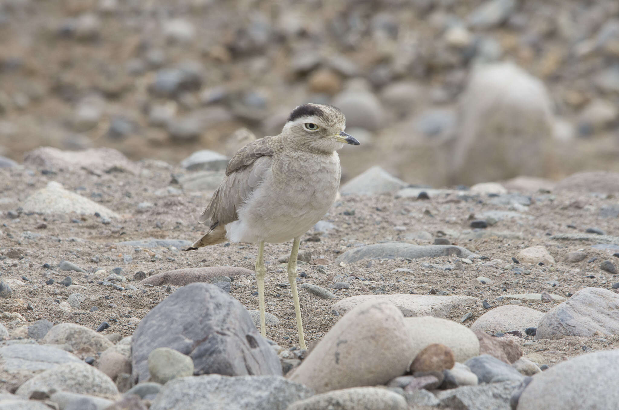 Image of Peruvian Thick-knee