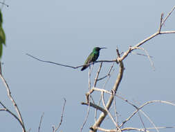 Image of Green-throated Mango