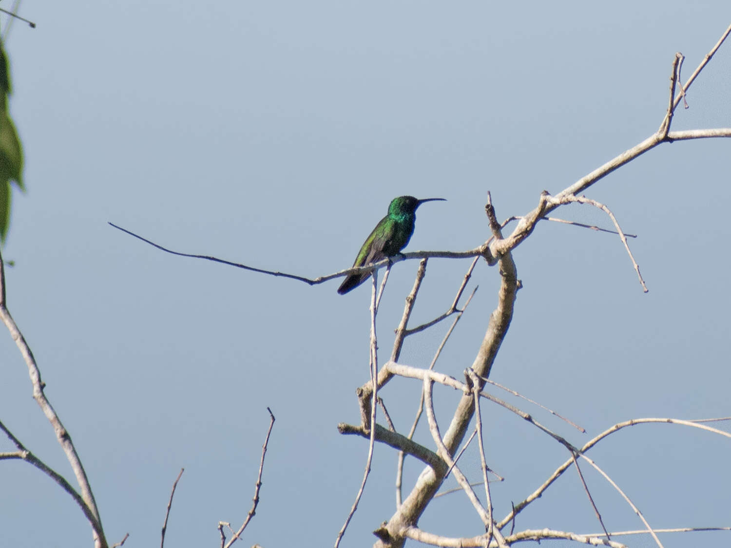 Image of Green-throated Mango