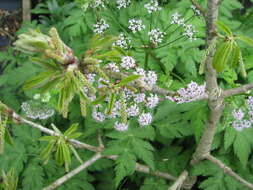 Image of Chaerophyllum hirsutum L.