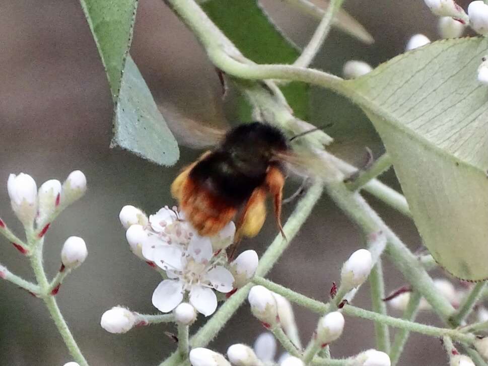 Imagem de Bombus eximius Smith 1852