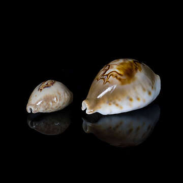 Image of Barycypraea teulerei (Cazenavette 1846)