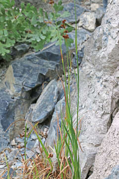 Imagem de Juncus saximontanus A. Nelson