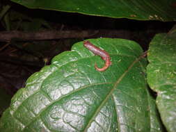 Image of Ramos' Mushroomtongue Salamander