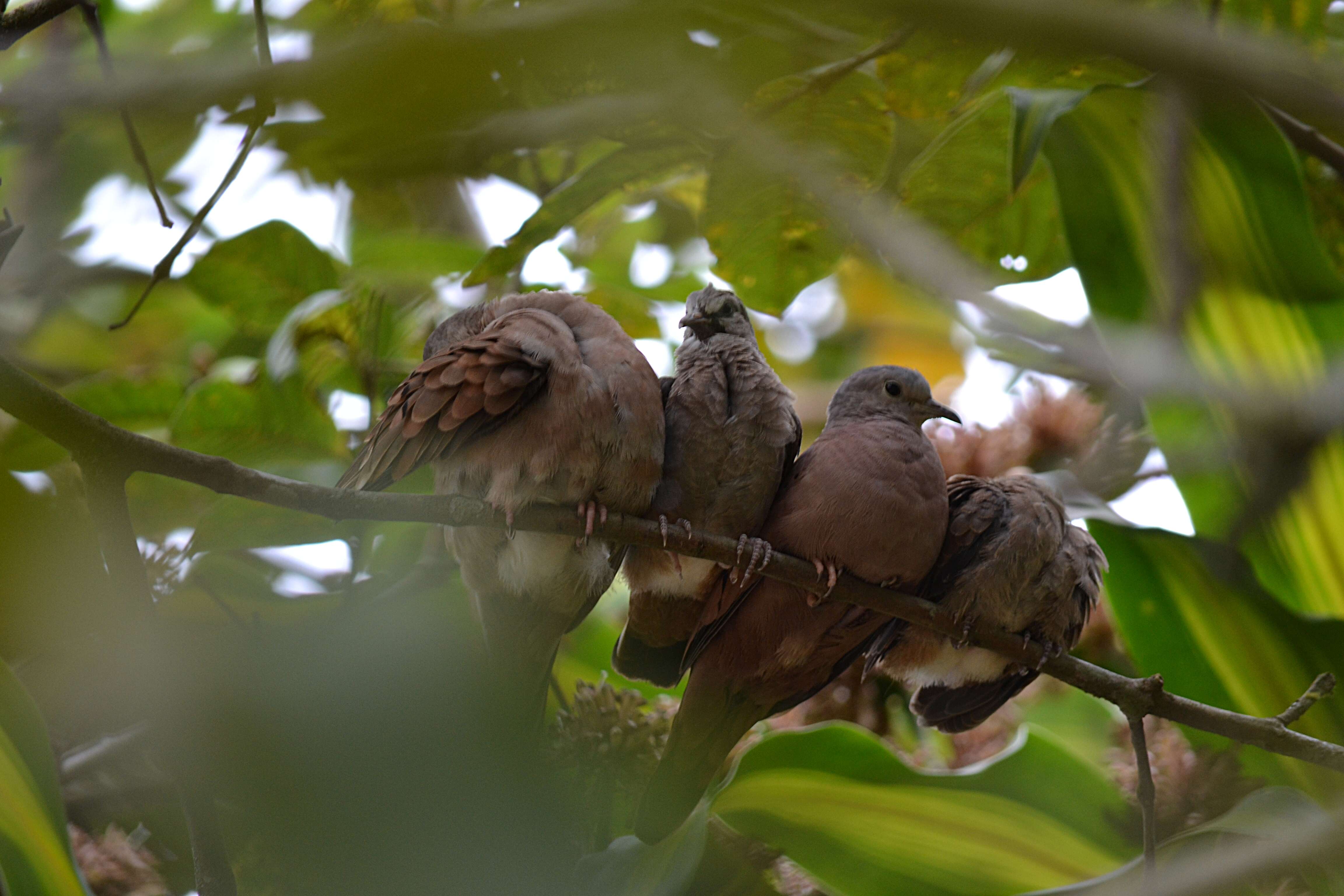 Image of Ruddy Ground Dove