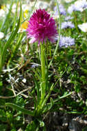 Image of Gymnadenia lithopolitanica (Ravnik) Teppner & E. Klein