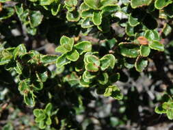 Image of Hypericum balearicum L.