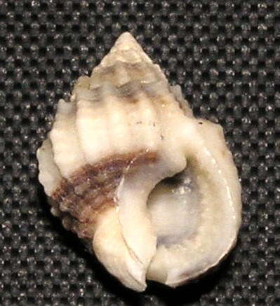 صورة Nassarius subspinosus (Lamarck 1822)