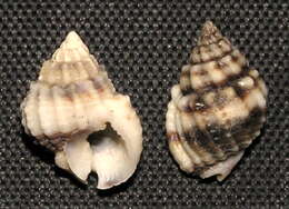 صورة Nassarius subspinosus (Lamarck 1822)