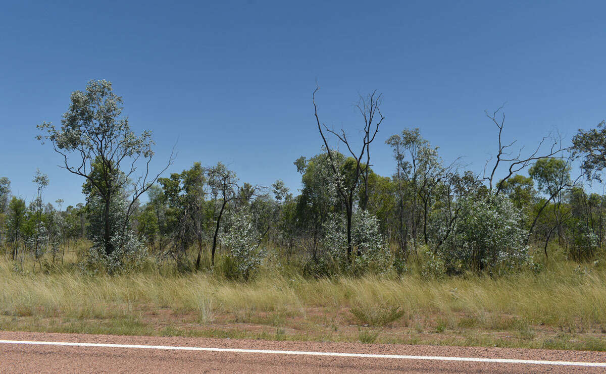 Imagem de Eucalyptus melanophloia subsp. melanophloia