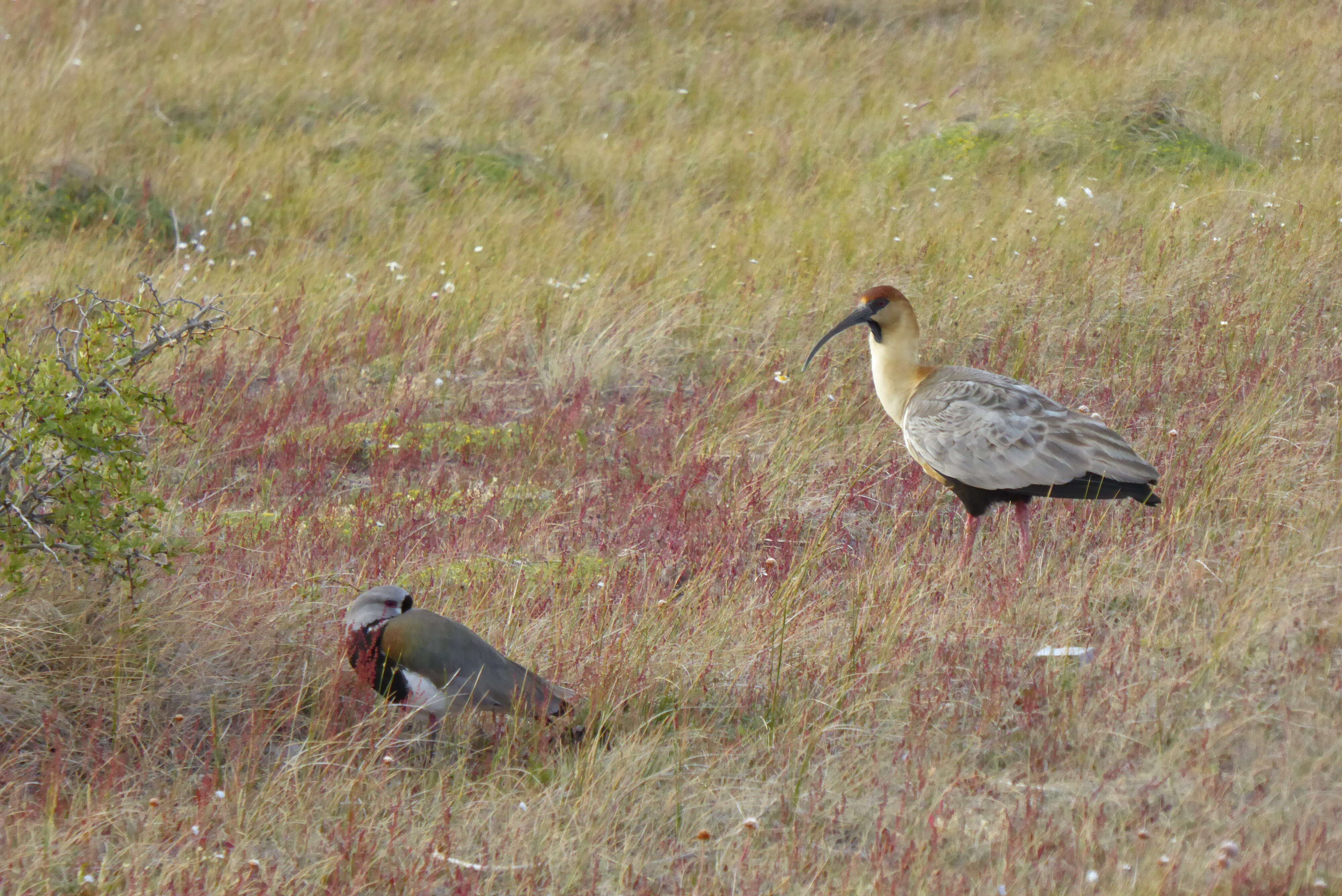 Image of Black-faced Ibis