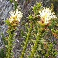 Image of Richea sprengelioides (R. Br.) F. Muell.