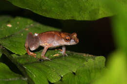 Image of Leptobrachella juliandringi Eto, Matsui & Nishikawa 2015