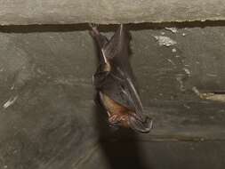 Image of Javan Slit-faced Bat